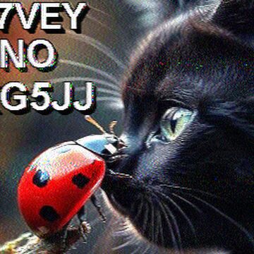 SSTV image received 2026-02-14 16:37