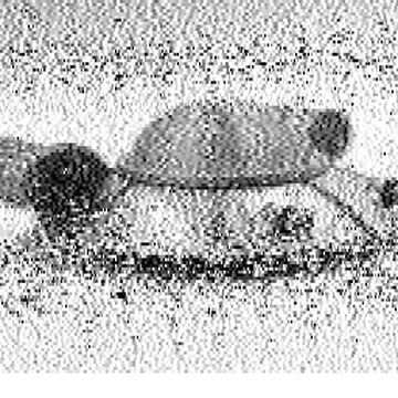 SSTV image received 2026-02-20 12:35