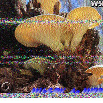 SSTV image received 2026-02-21 13:09