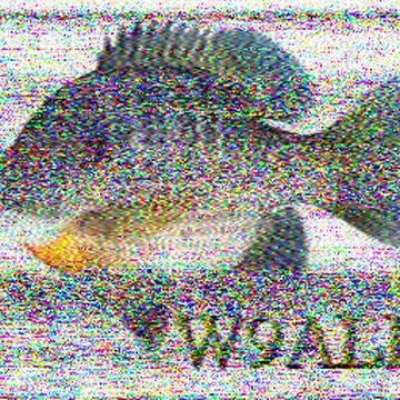 SSTV image received 2026-06-06 13:32